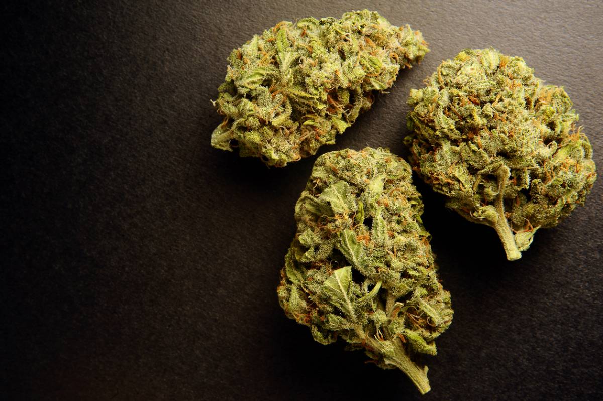 Fleur de chanvre de qualité