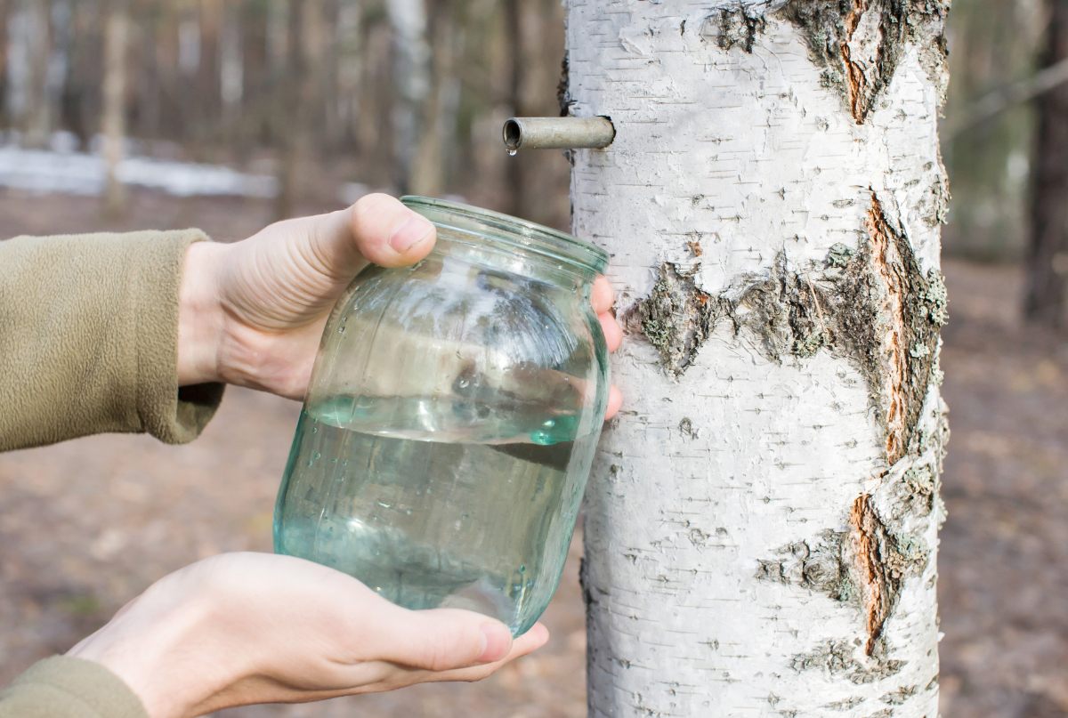 Une personne récoltant du sève de bouleau avec un bocal
