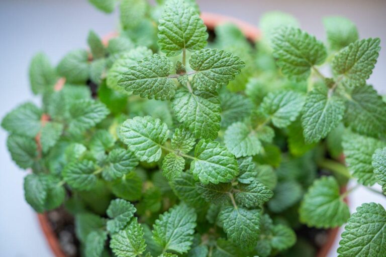 Mélisse officinale plantée dans un pot