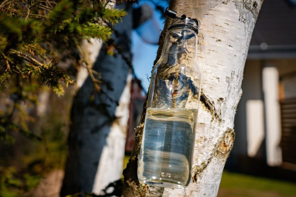 Récolte du sève de bouleau avec une bouteille attachée sur l'arbre