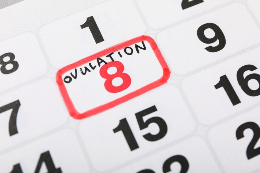 Une date d'ovulation marquée sur un calendrier