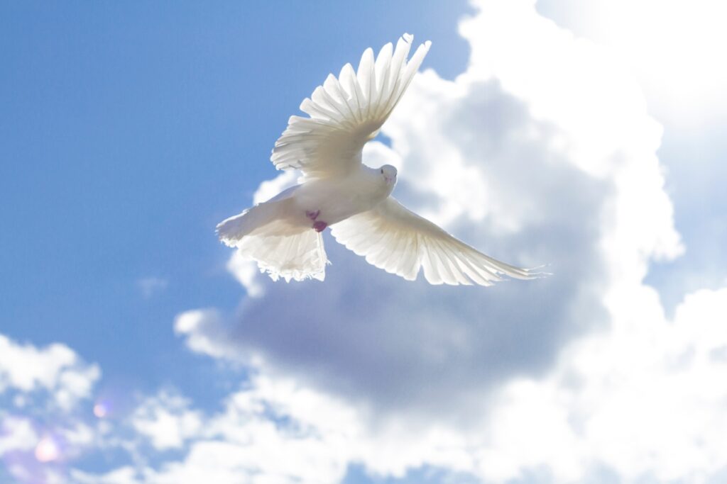 Une colombe blanche qui vole sous le nuage
